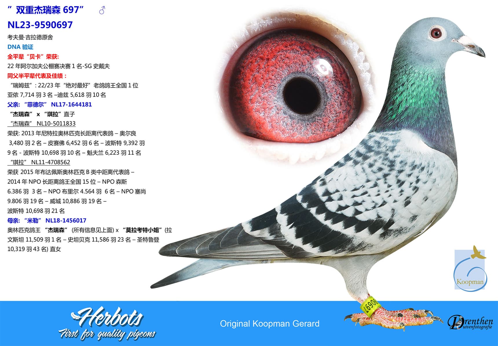 pigeon: undefined