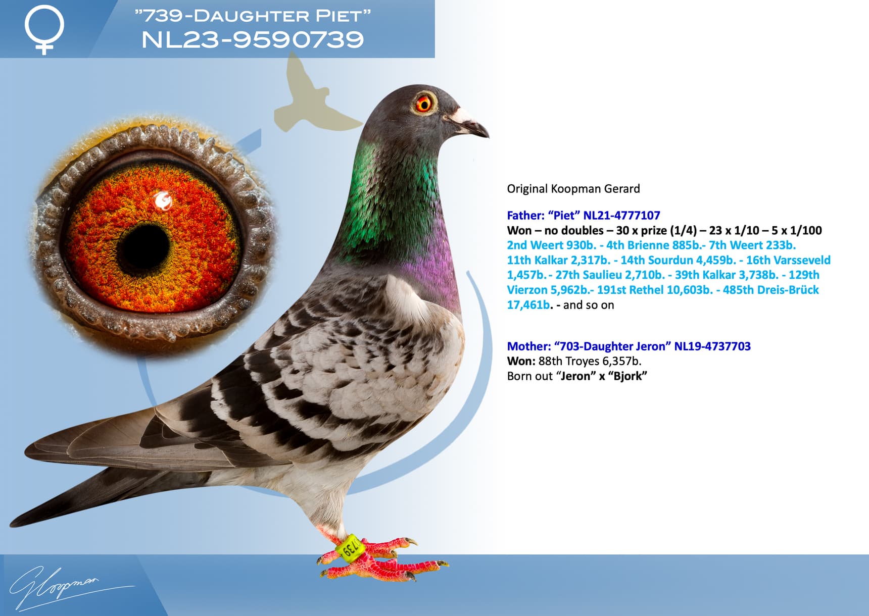 pigeon: undefined