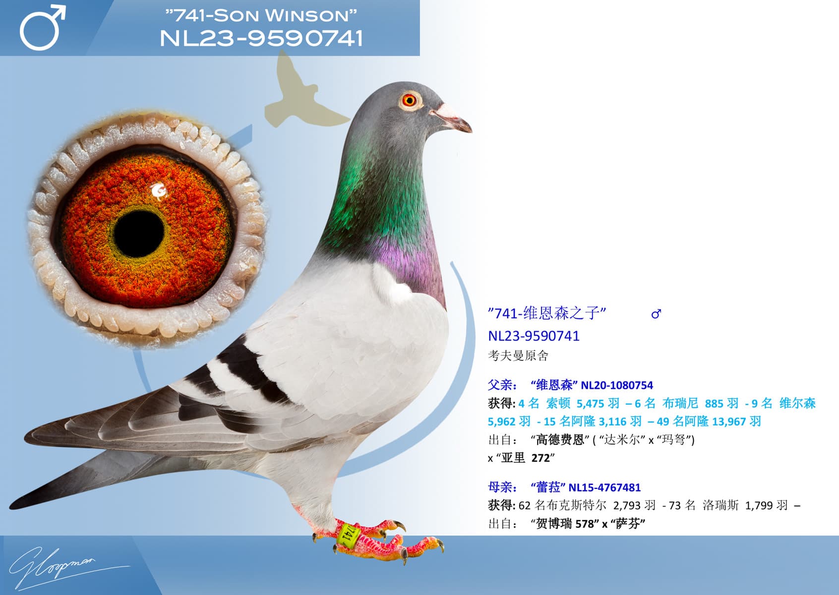 pigeon: undefined