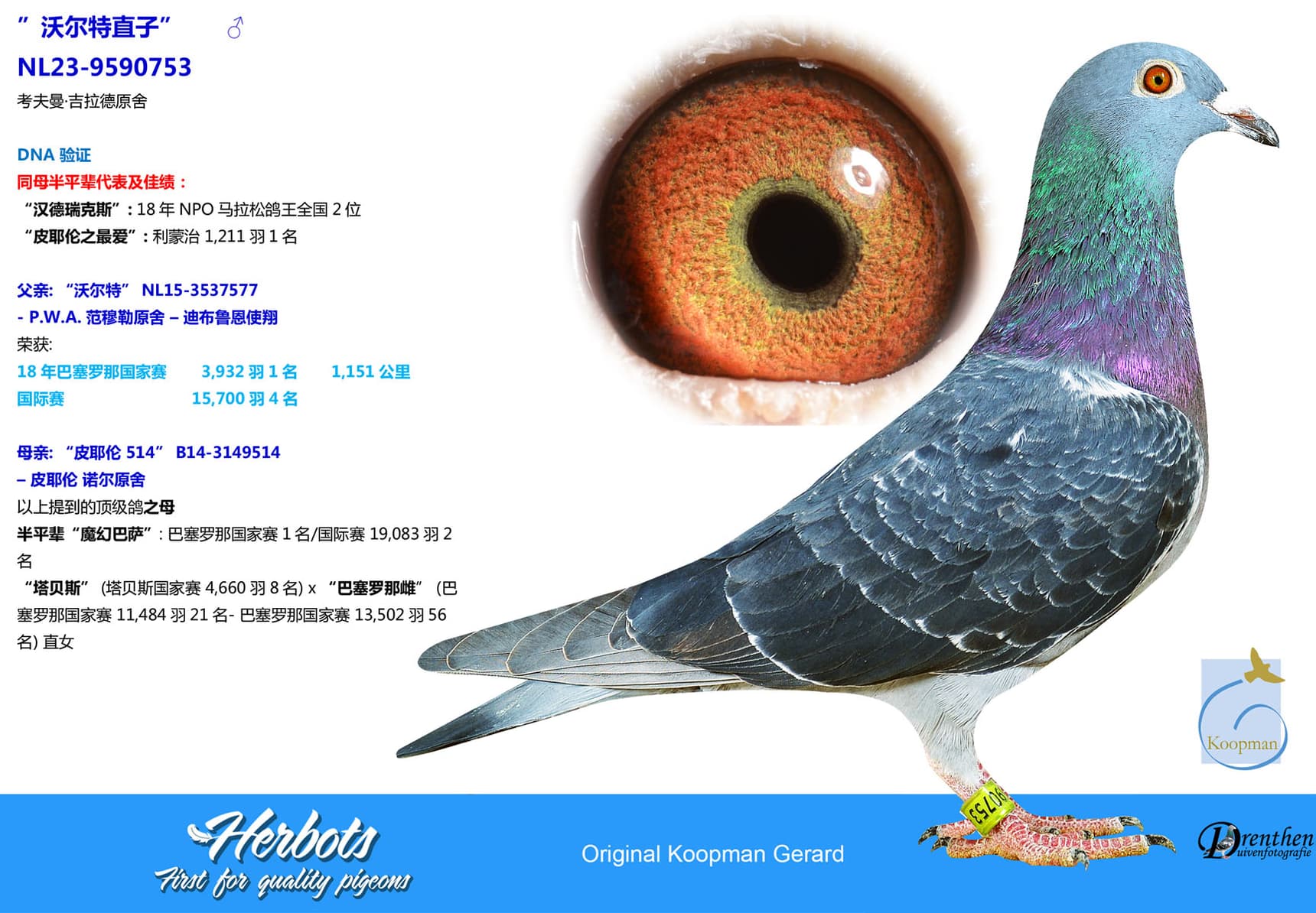 pigeon: undefined
