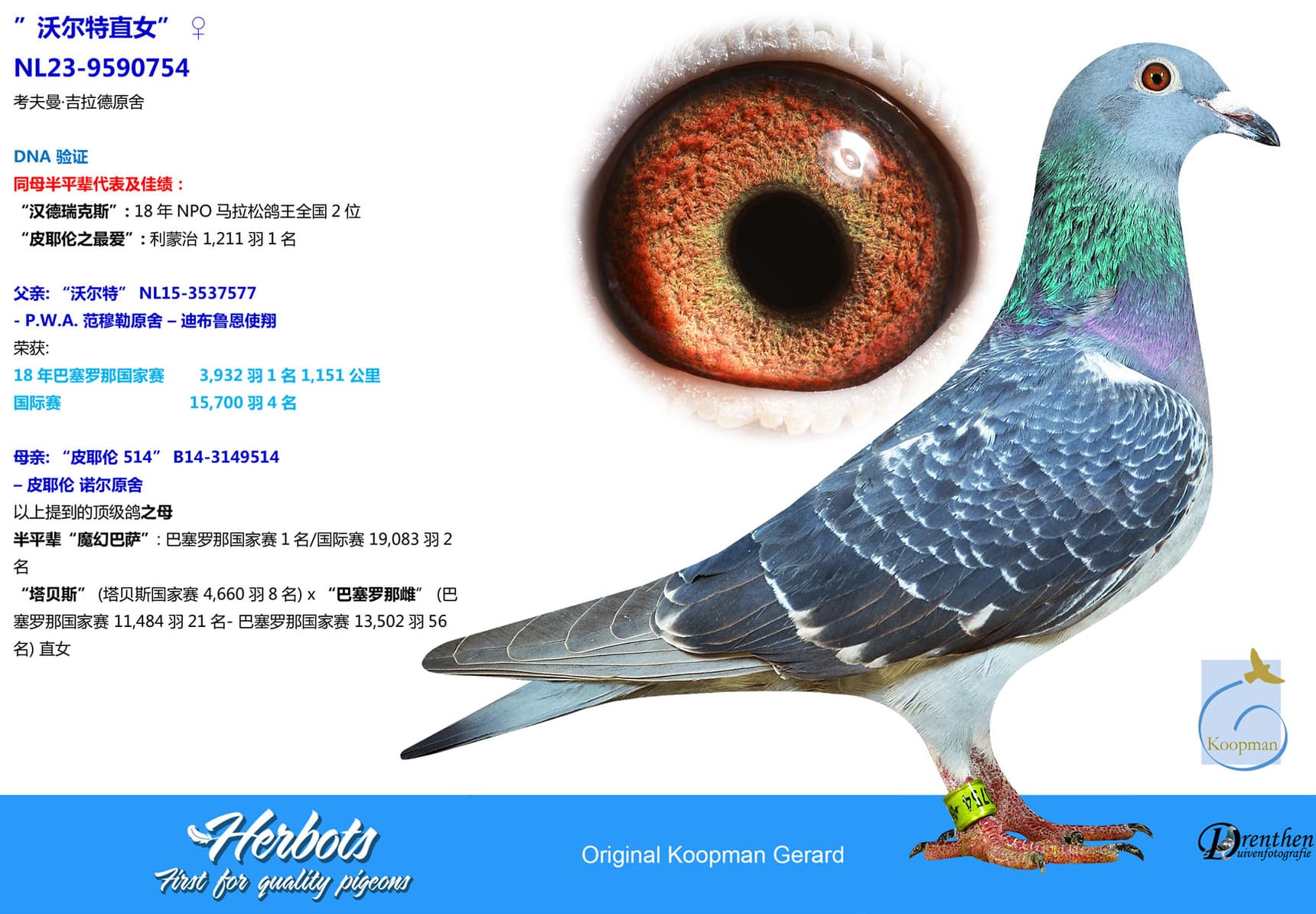 pigeon: undefined