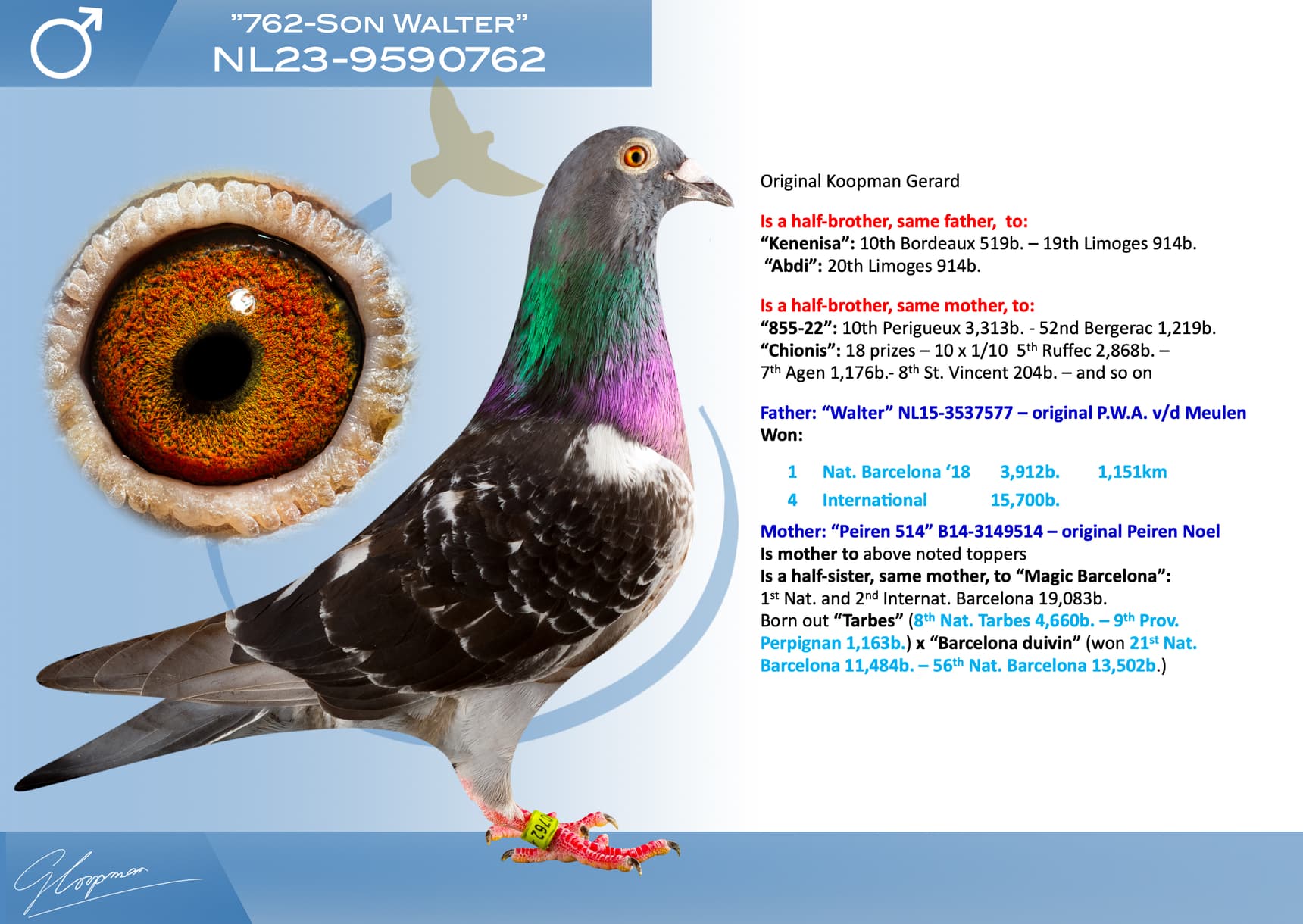 pigeon: undefined