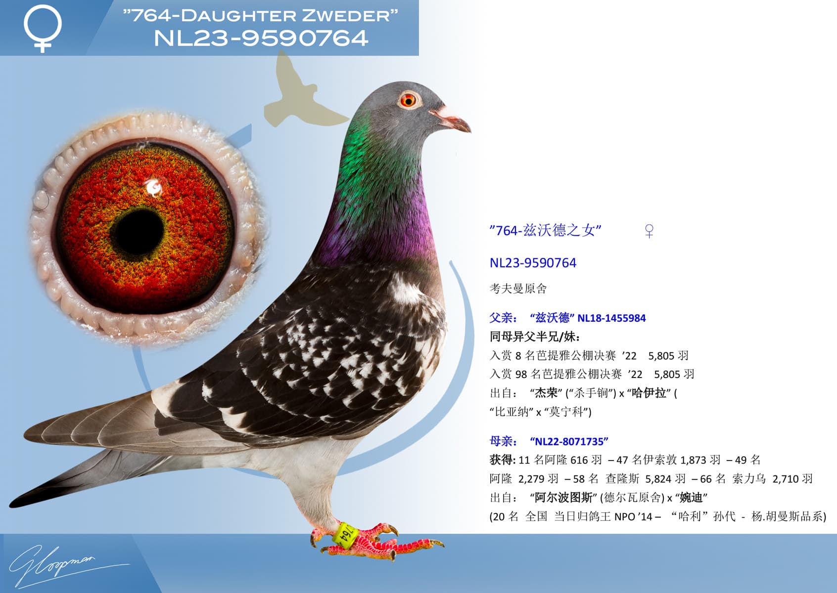 pigeon: undefined