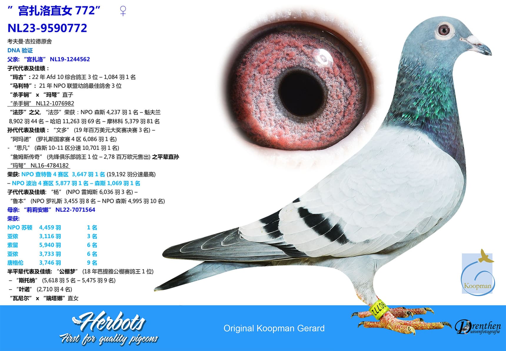pigeon: undefined
