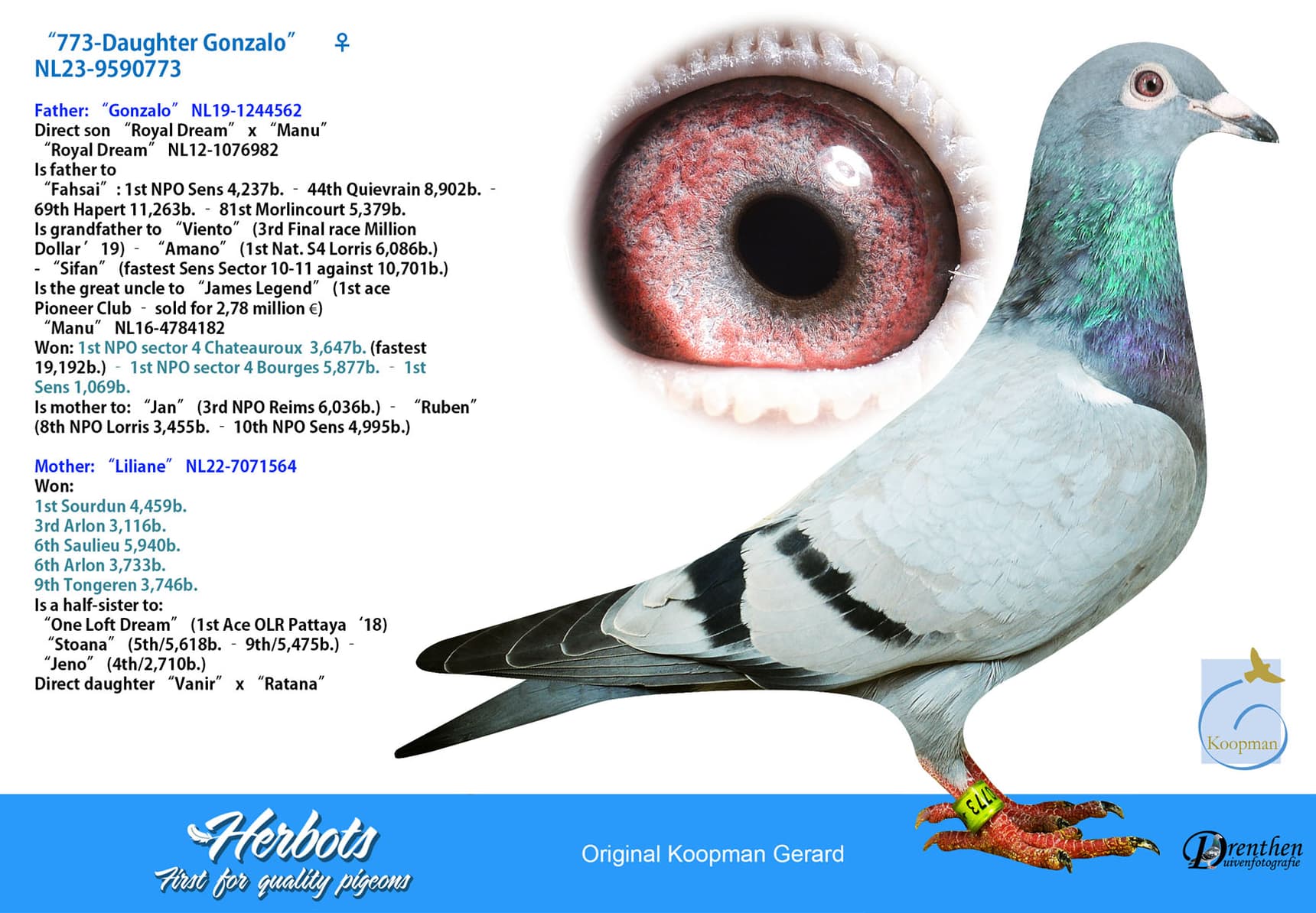 pigeon: undefined