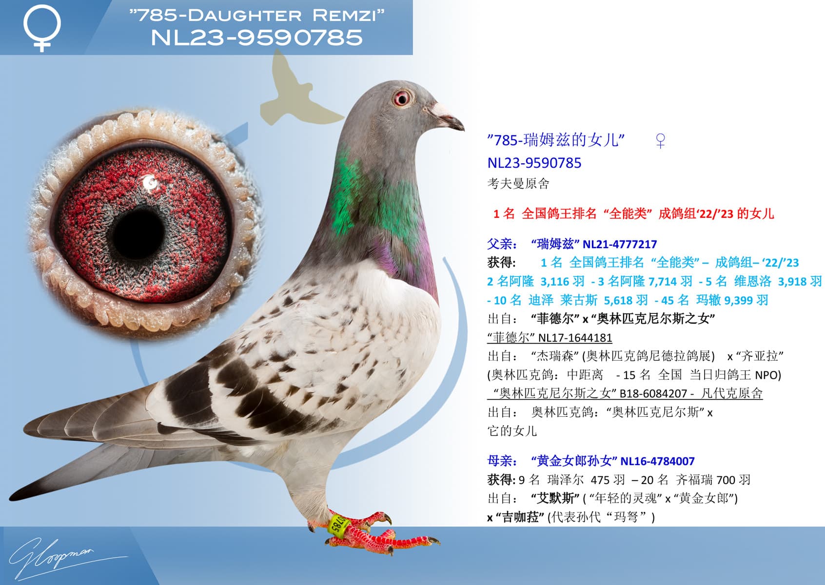 pigeon: undefined