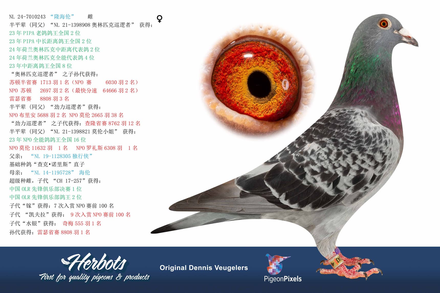 pigeon: undefined