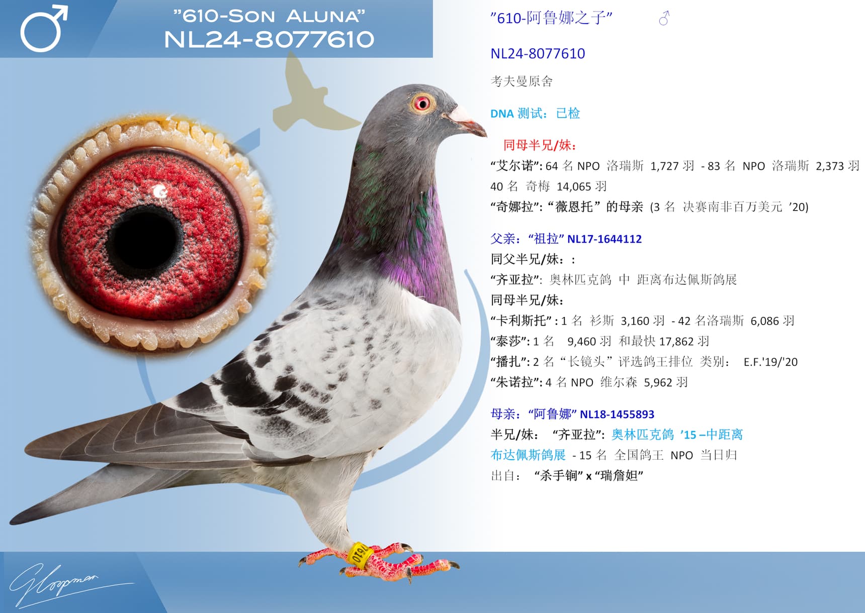 pigeon: undefined