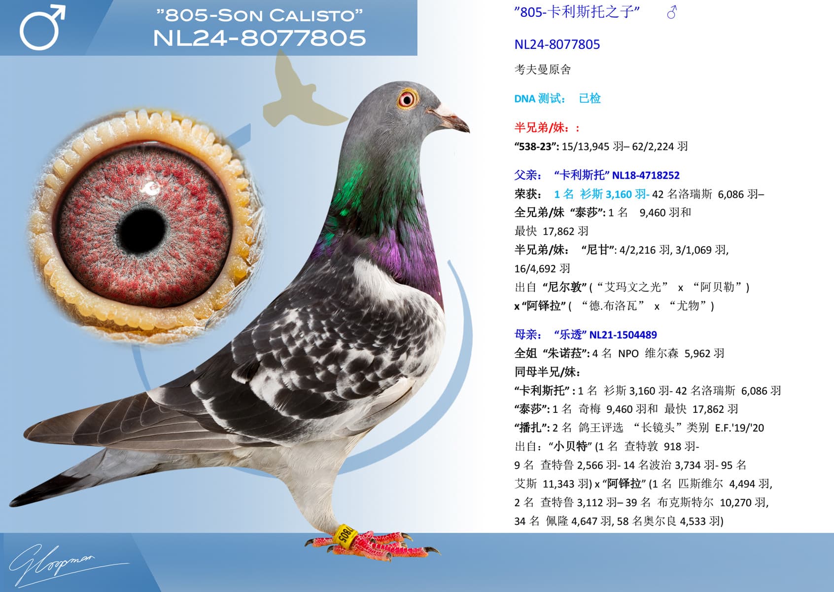 pigeon: undefined