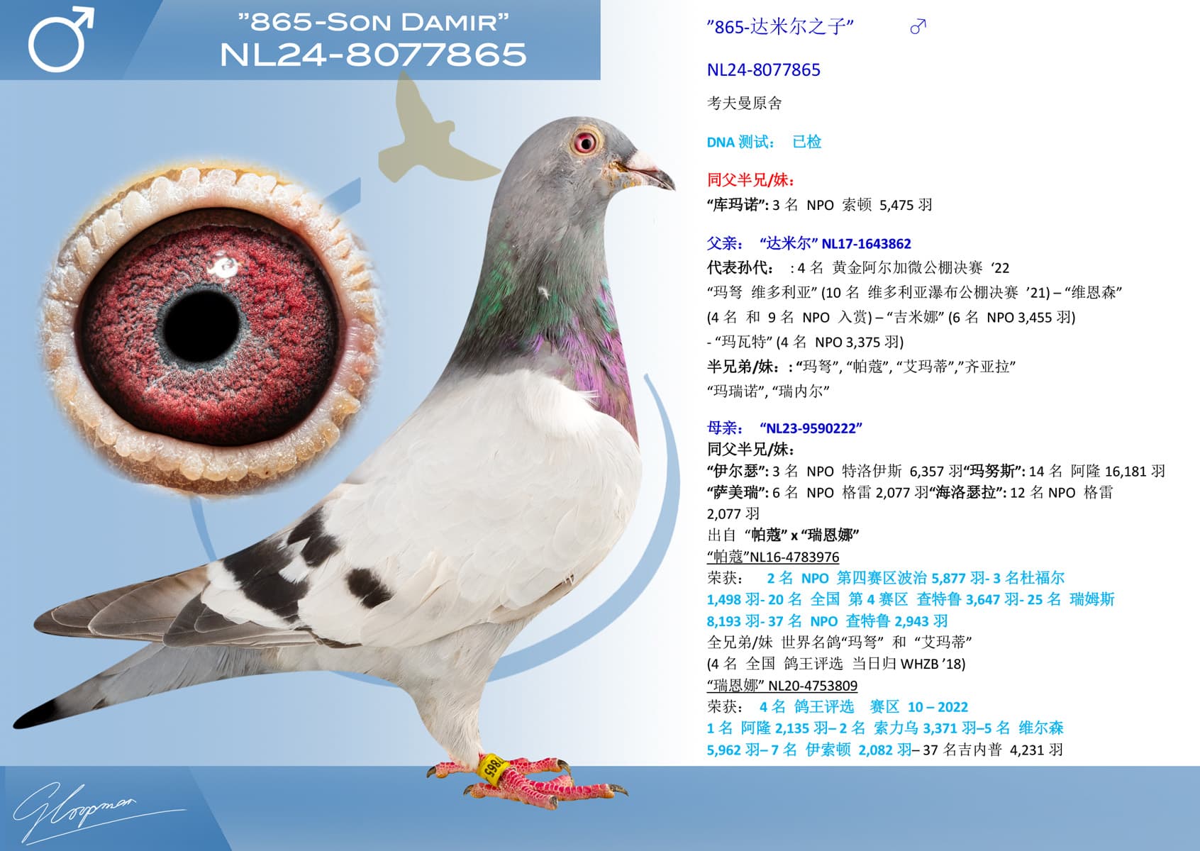 pigeon: undefined