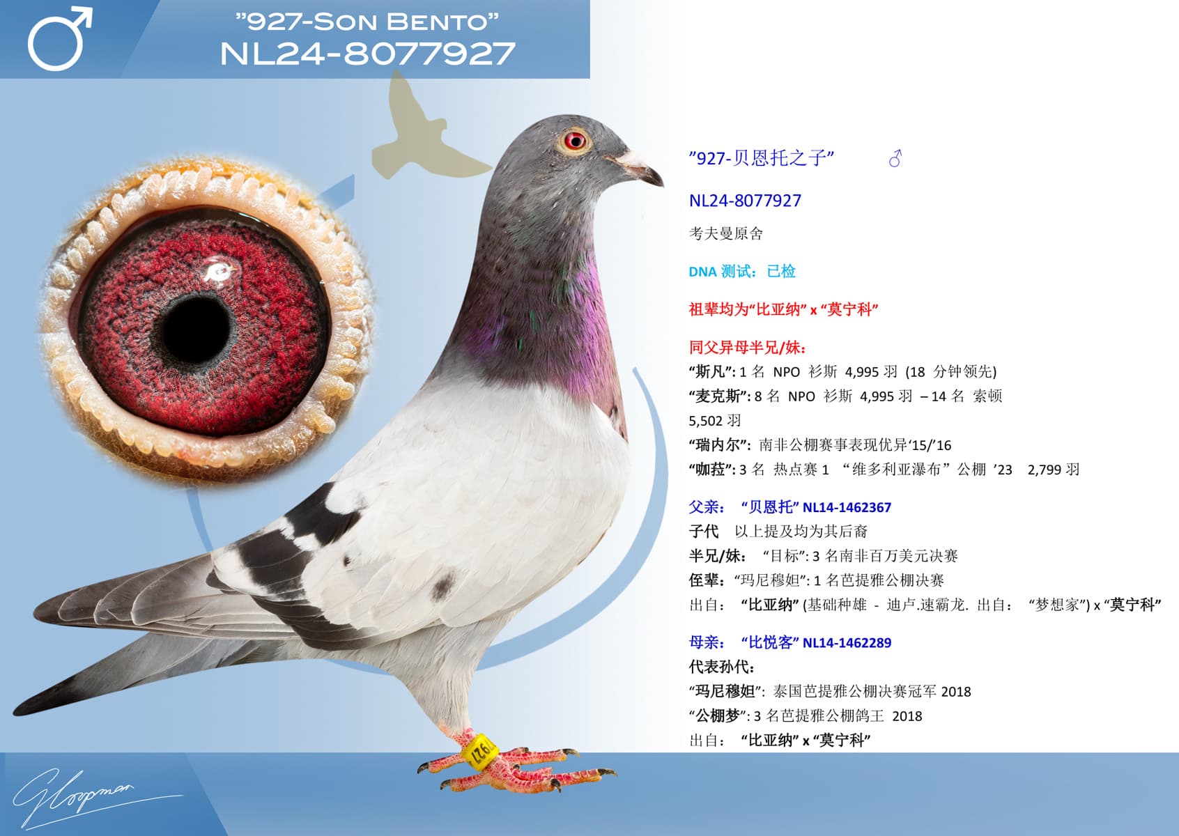 pigeon: undefined