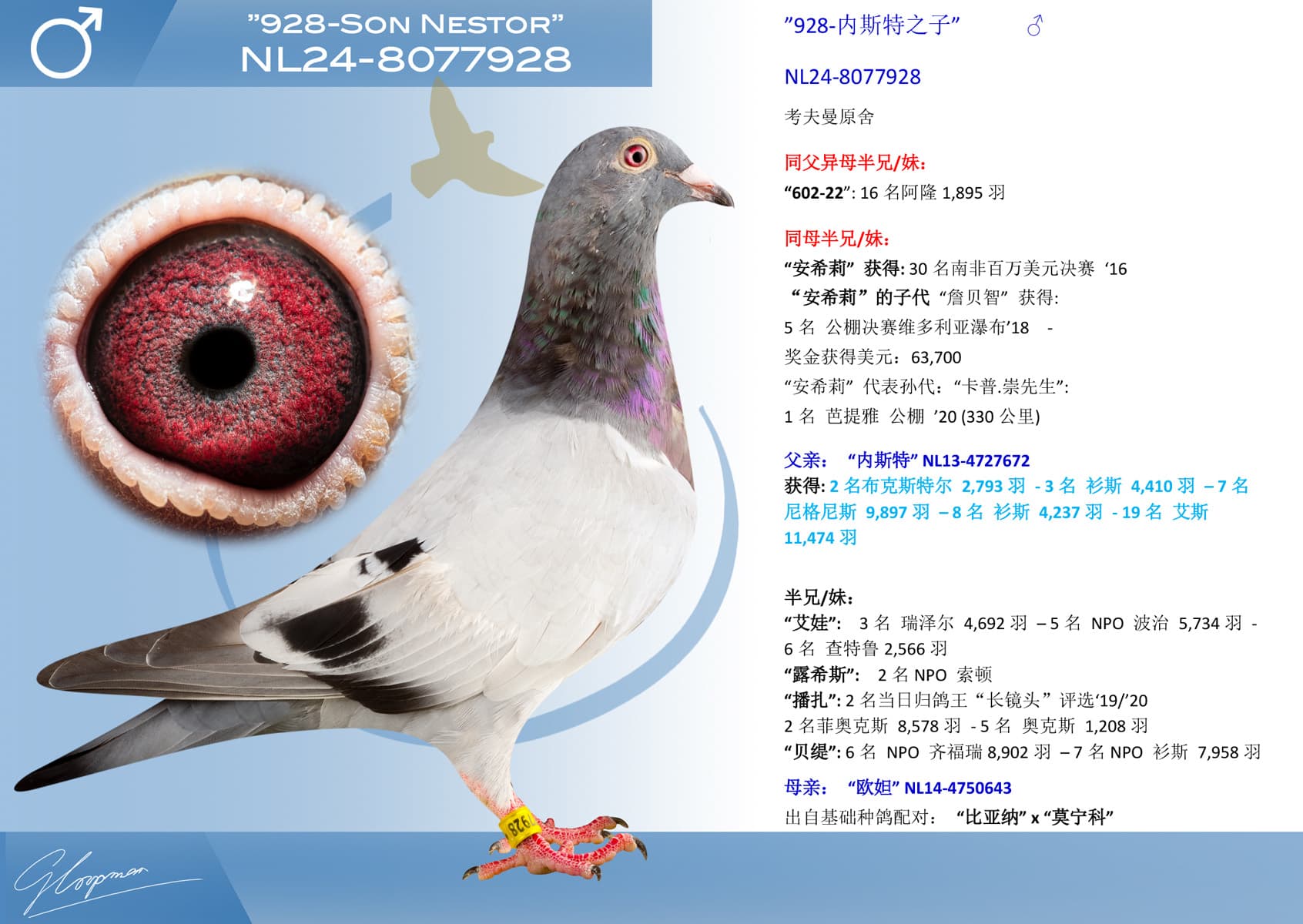 pigeon: undefined
