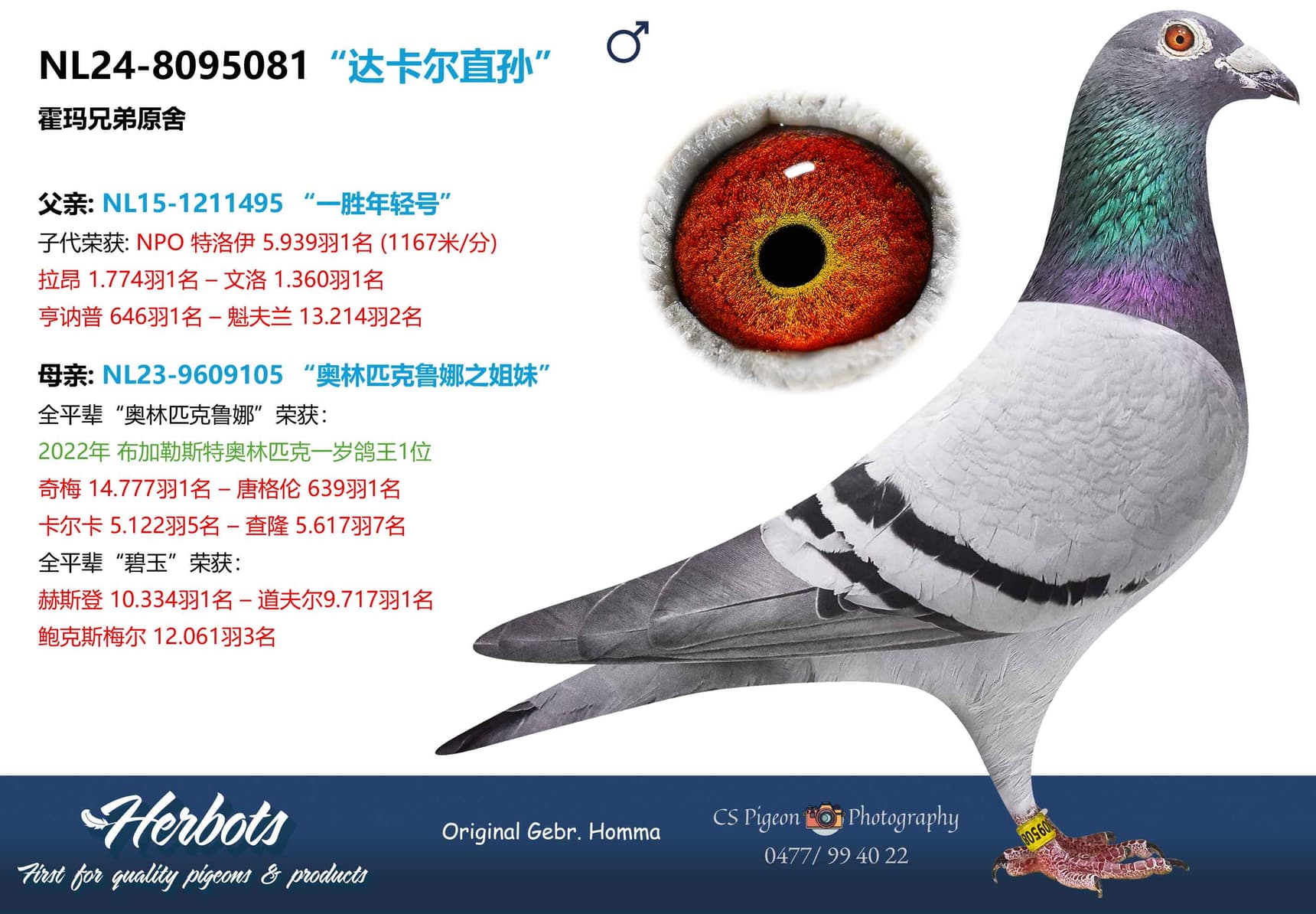 pigeon: undefined