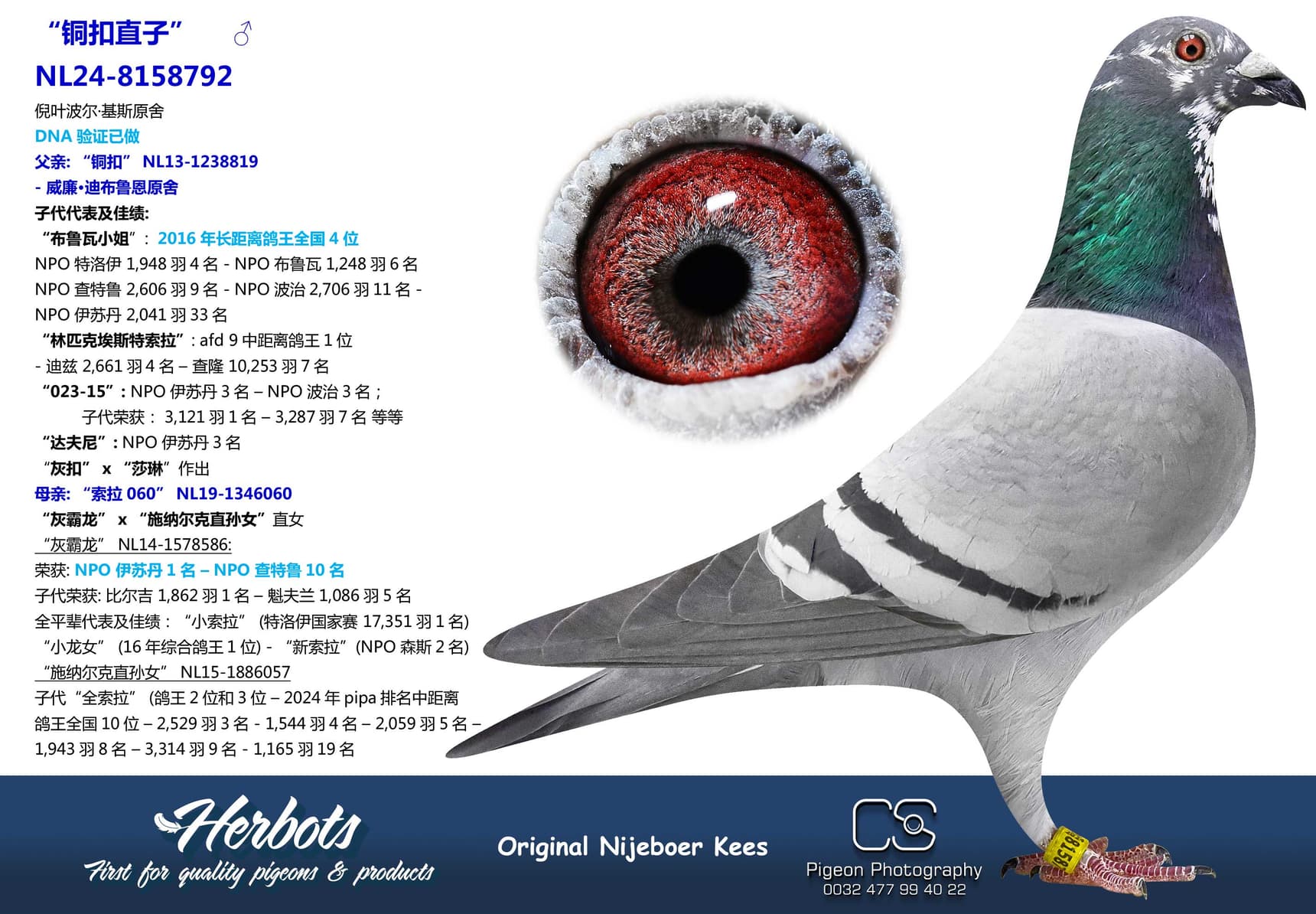 pigeon: “铜扣直子”