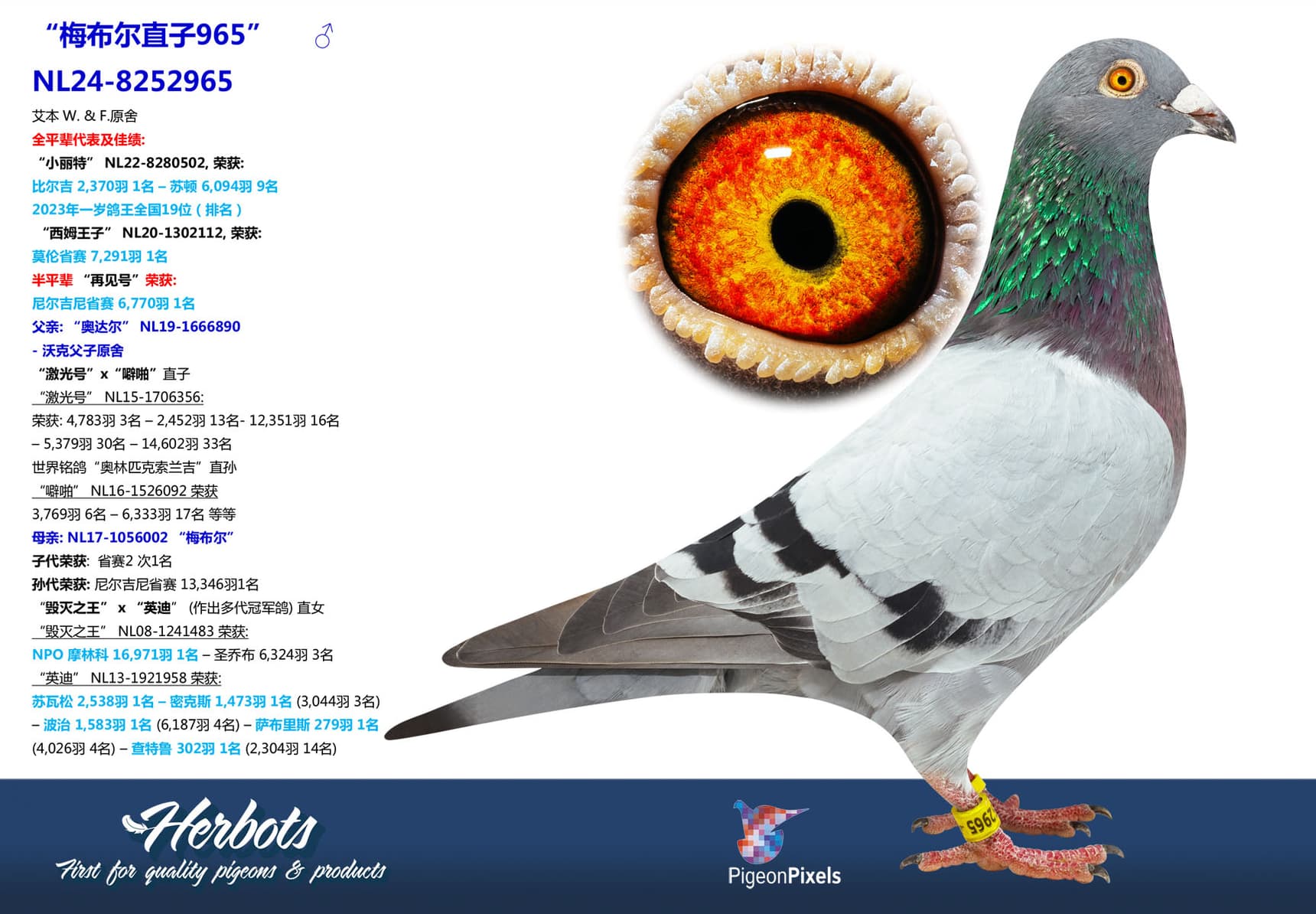 pigeon: undefined