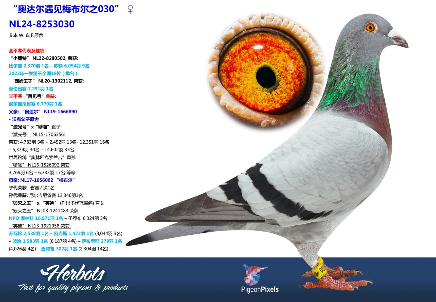 pigeon: undefined