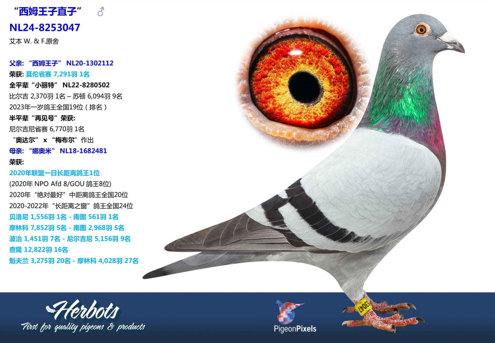 pigeon: undefined
