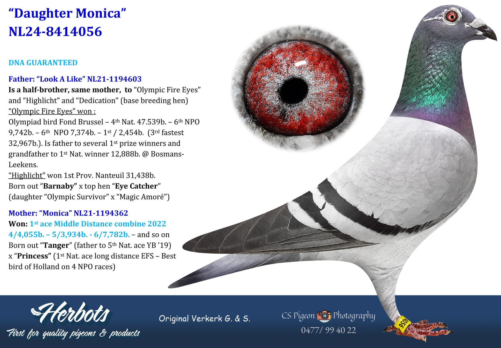 pigeon: undefined