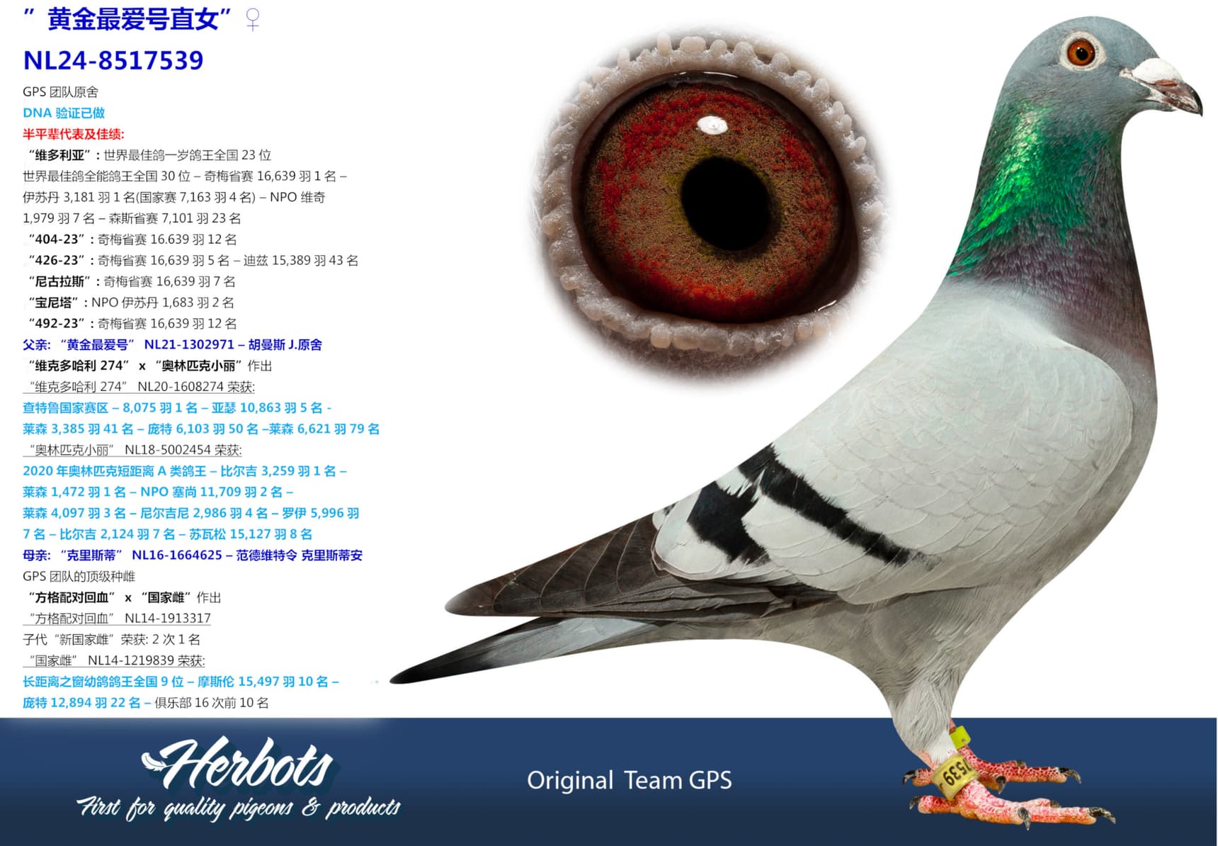pigeon: undefined