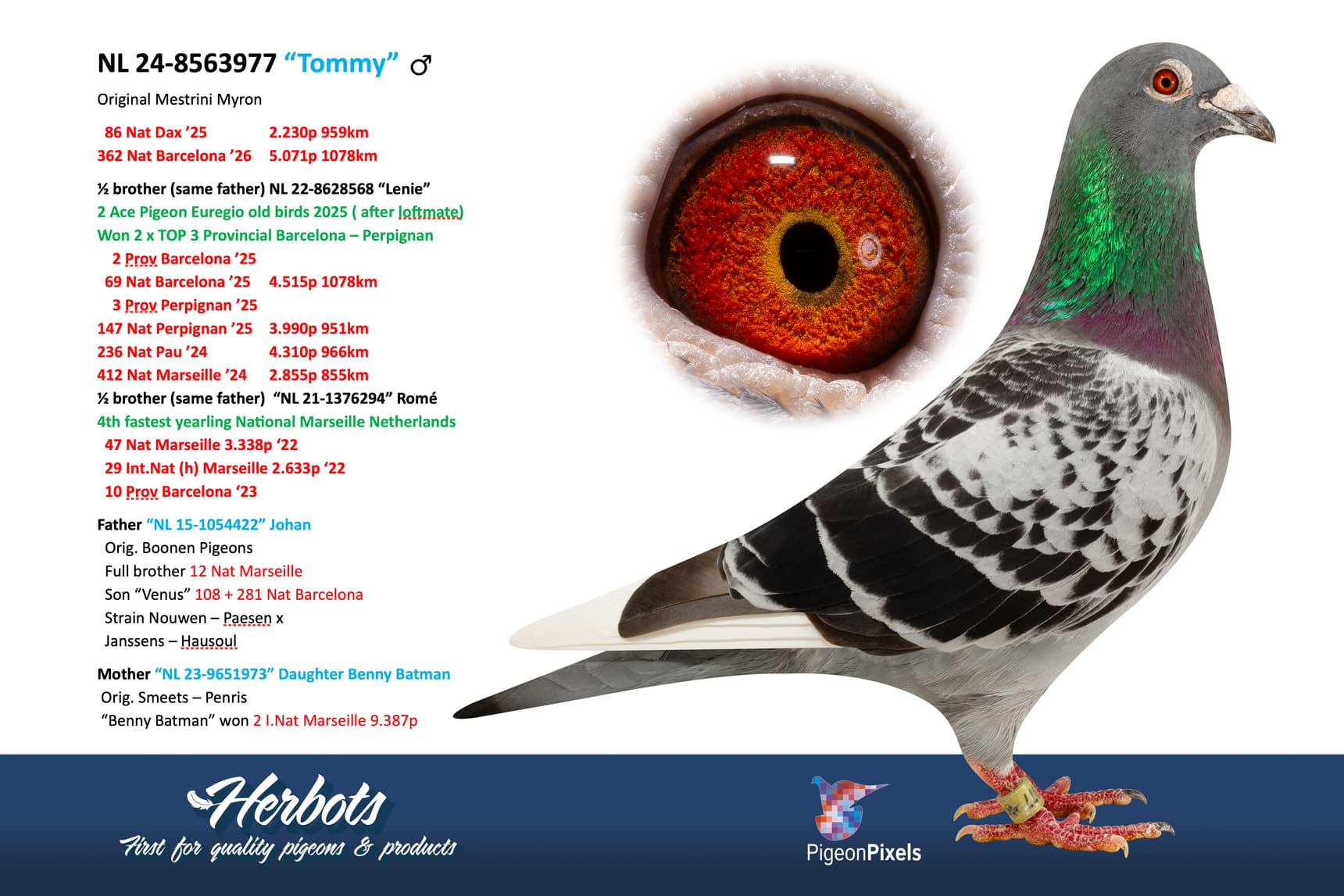 pigeon: undefined