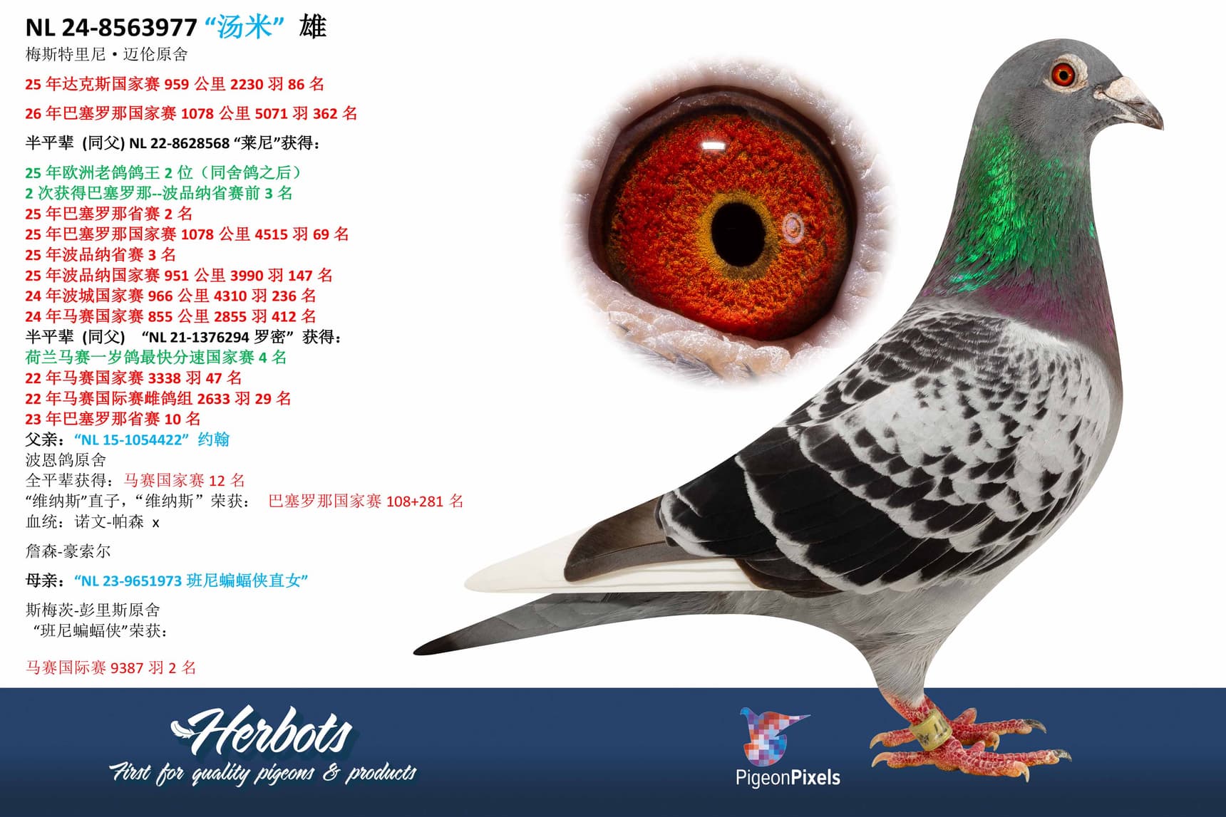 pigeon: undefined