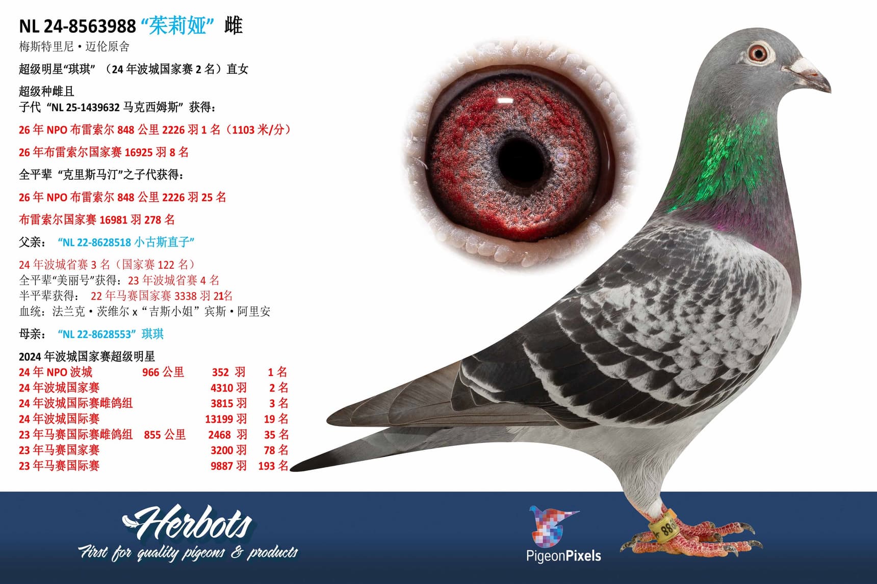 pigeon: undefined