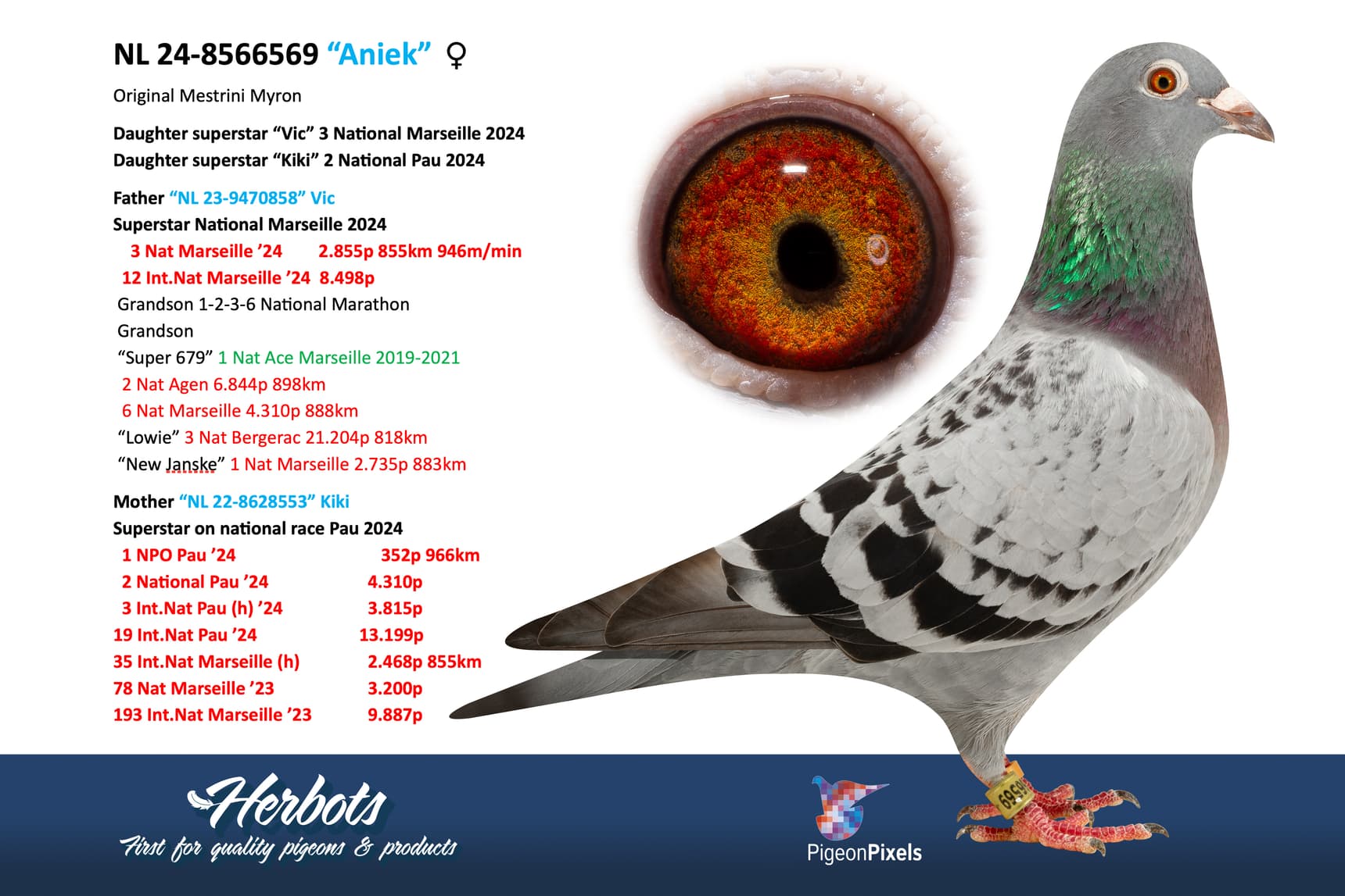 pigeon: undefined