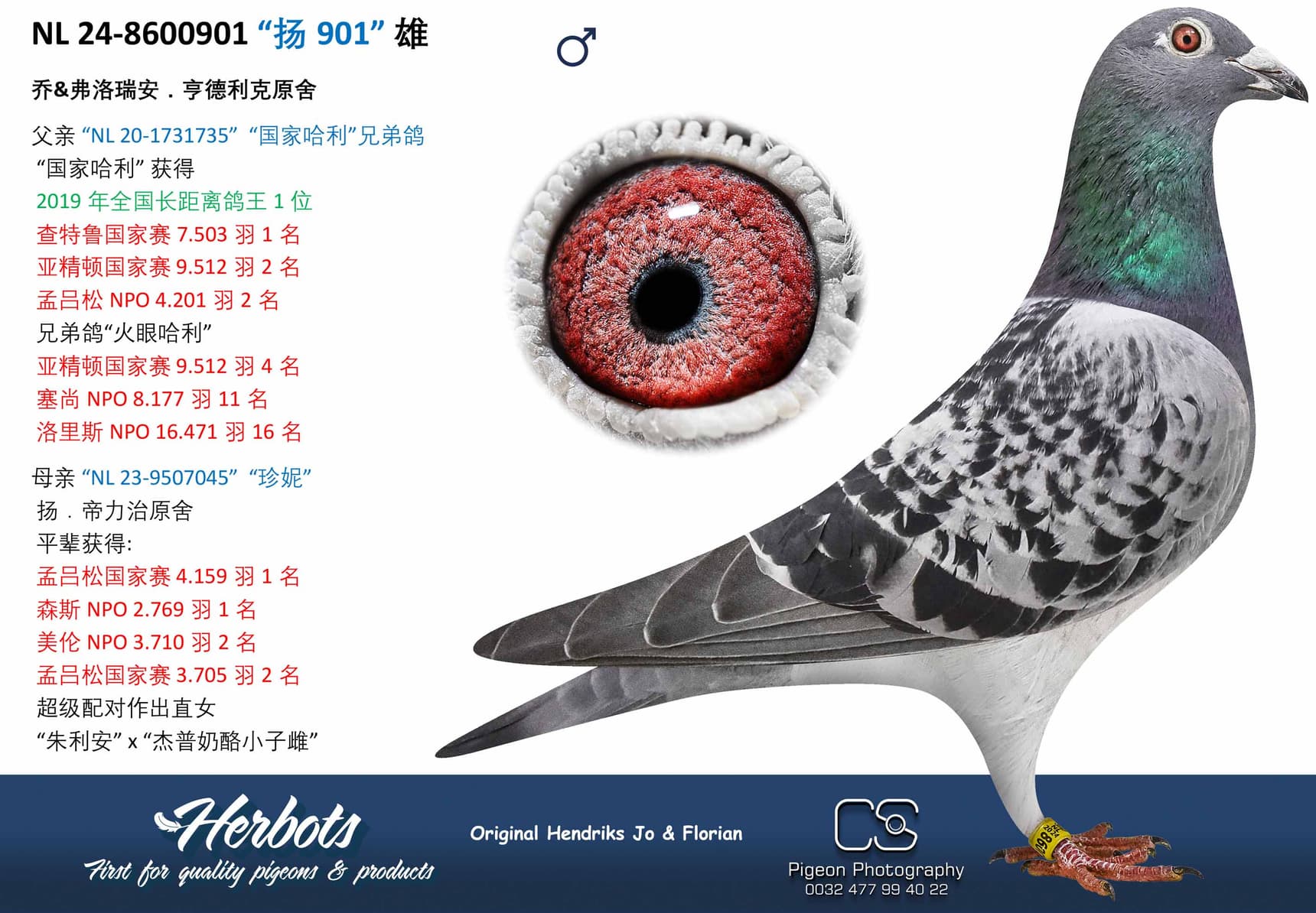 pigeon: undefined