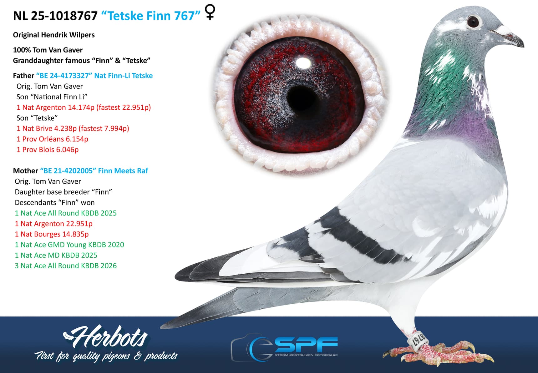 pigeon: undefined