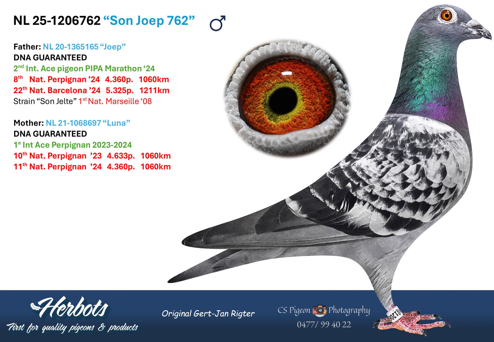 pigeon: undefined