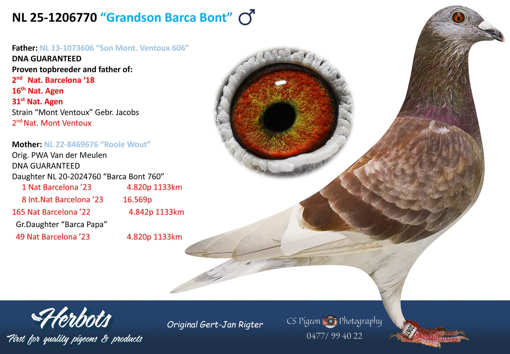 pigeon: undefined