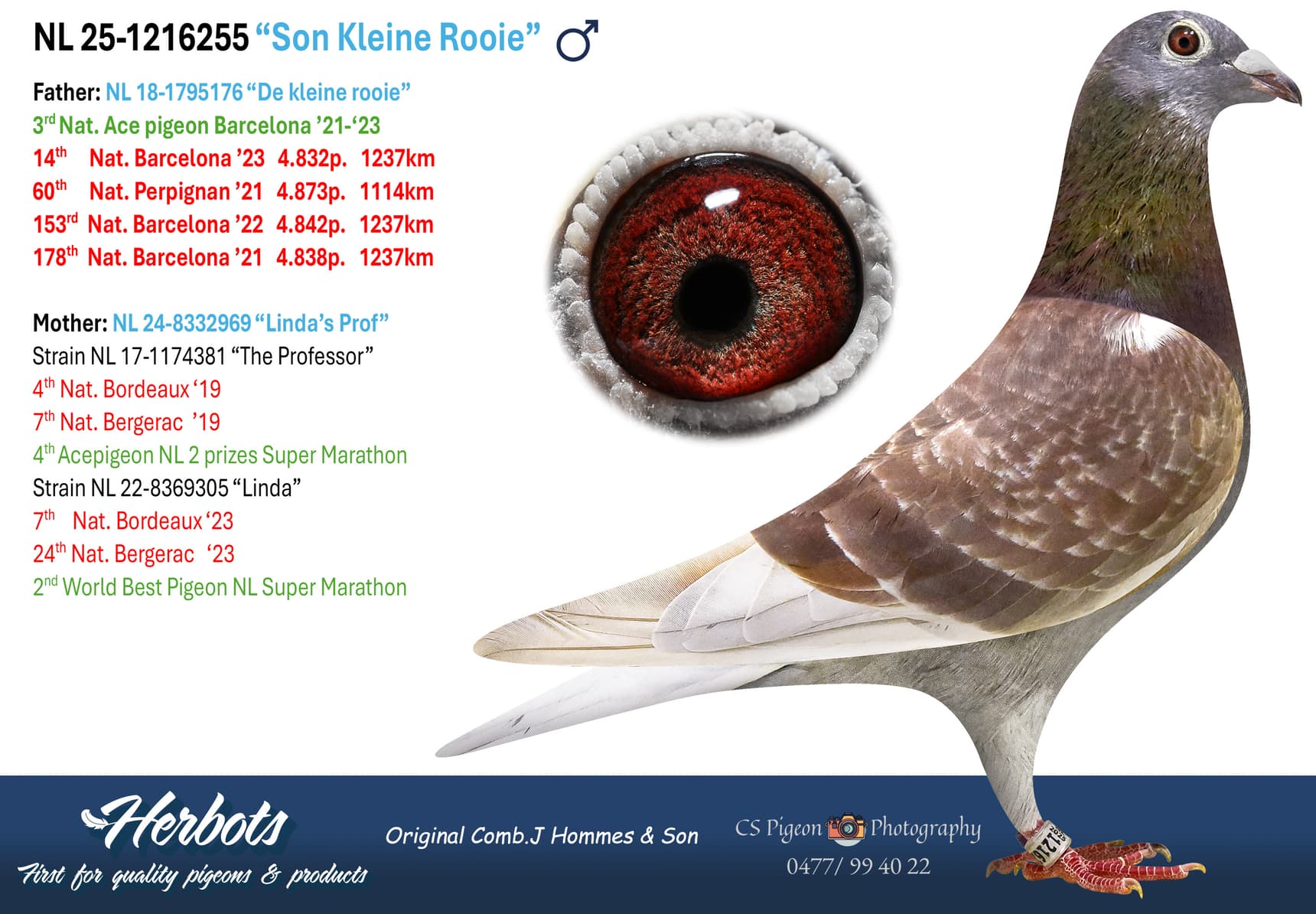 pigeon: undefined