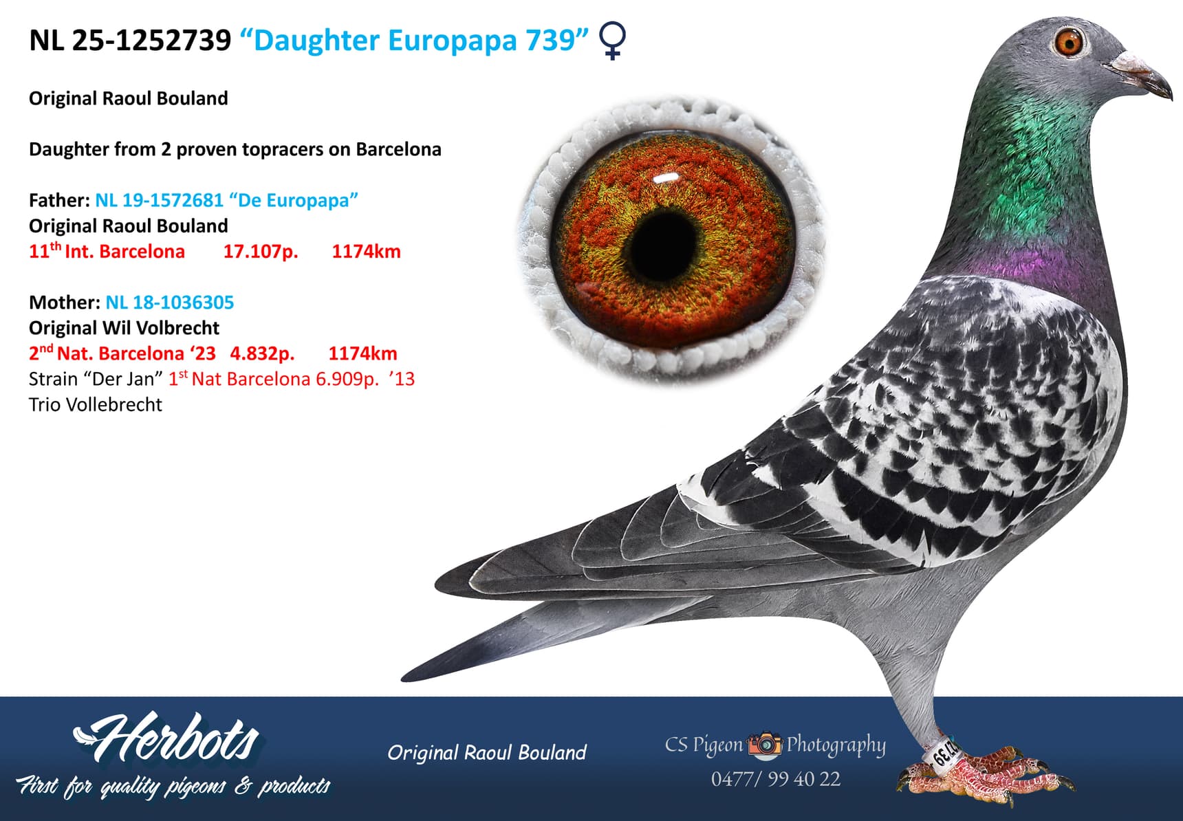 pigeon: undefined