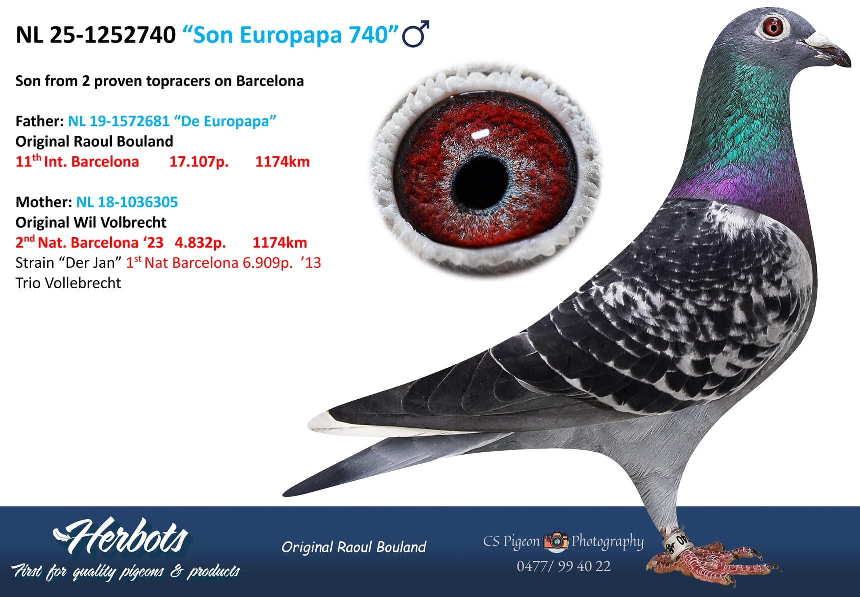 pigeon: undefined