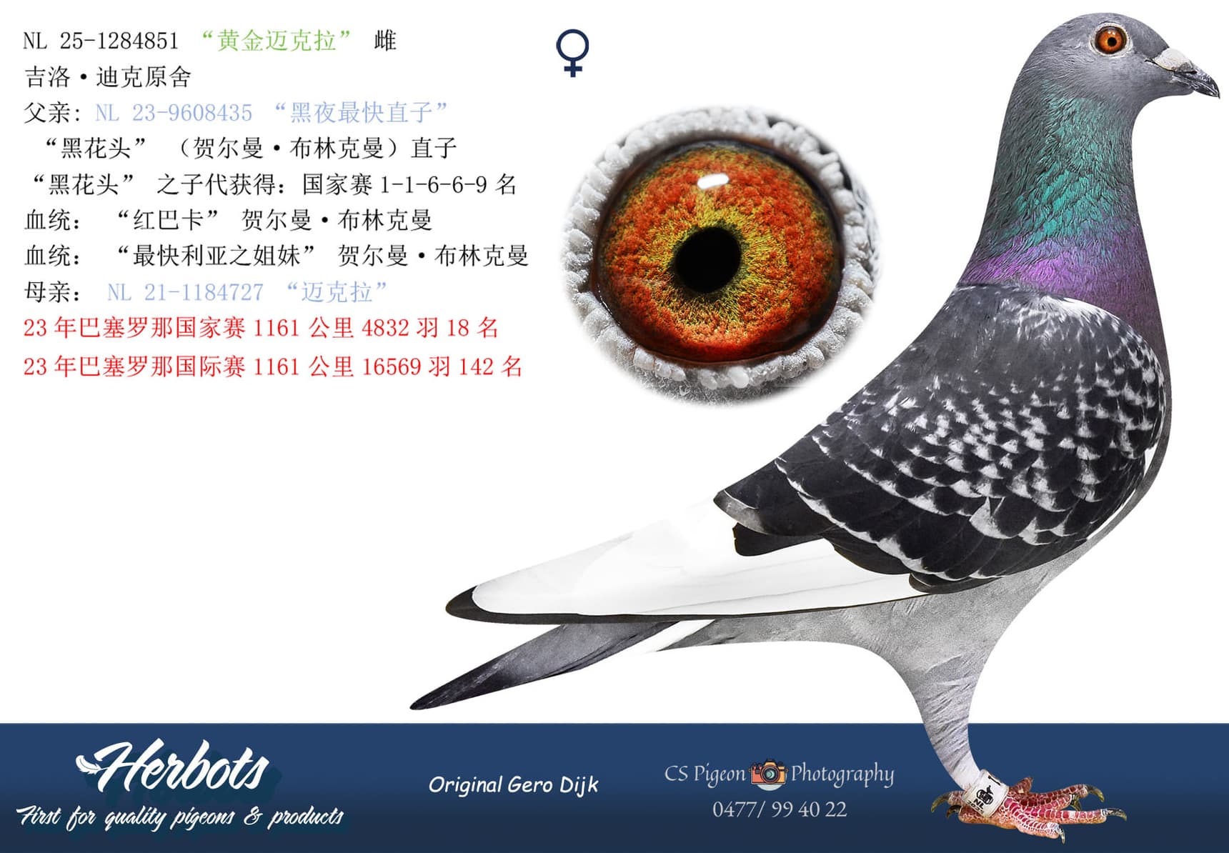 pigeon: undefined