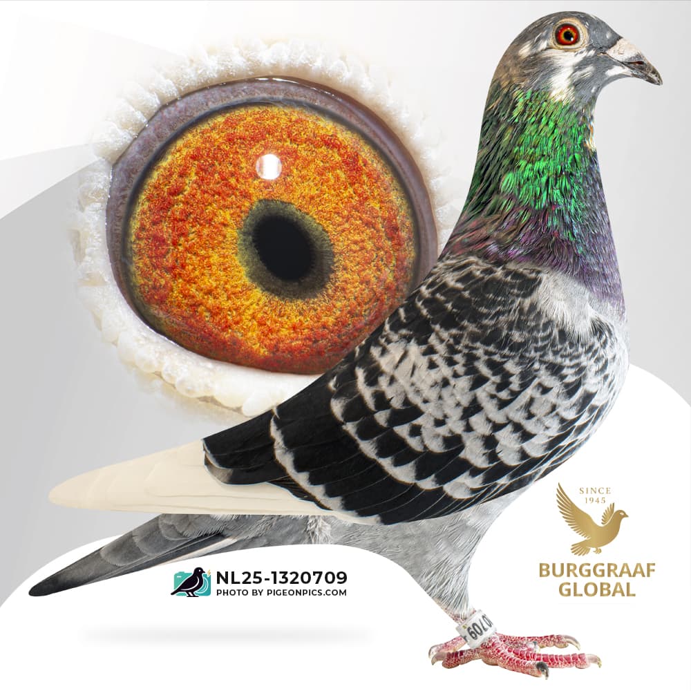 “Golden Formula 709”