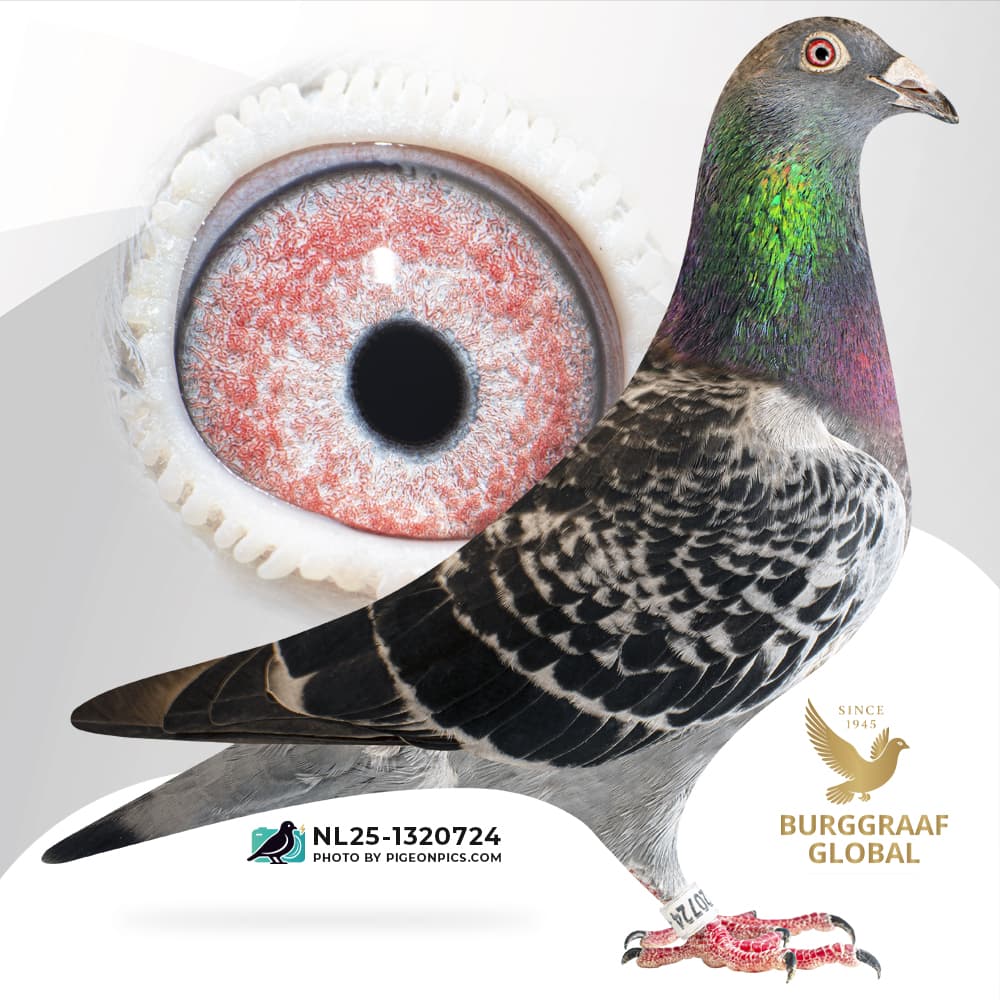 “Tenfold Olympiade 24”