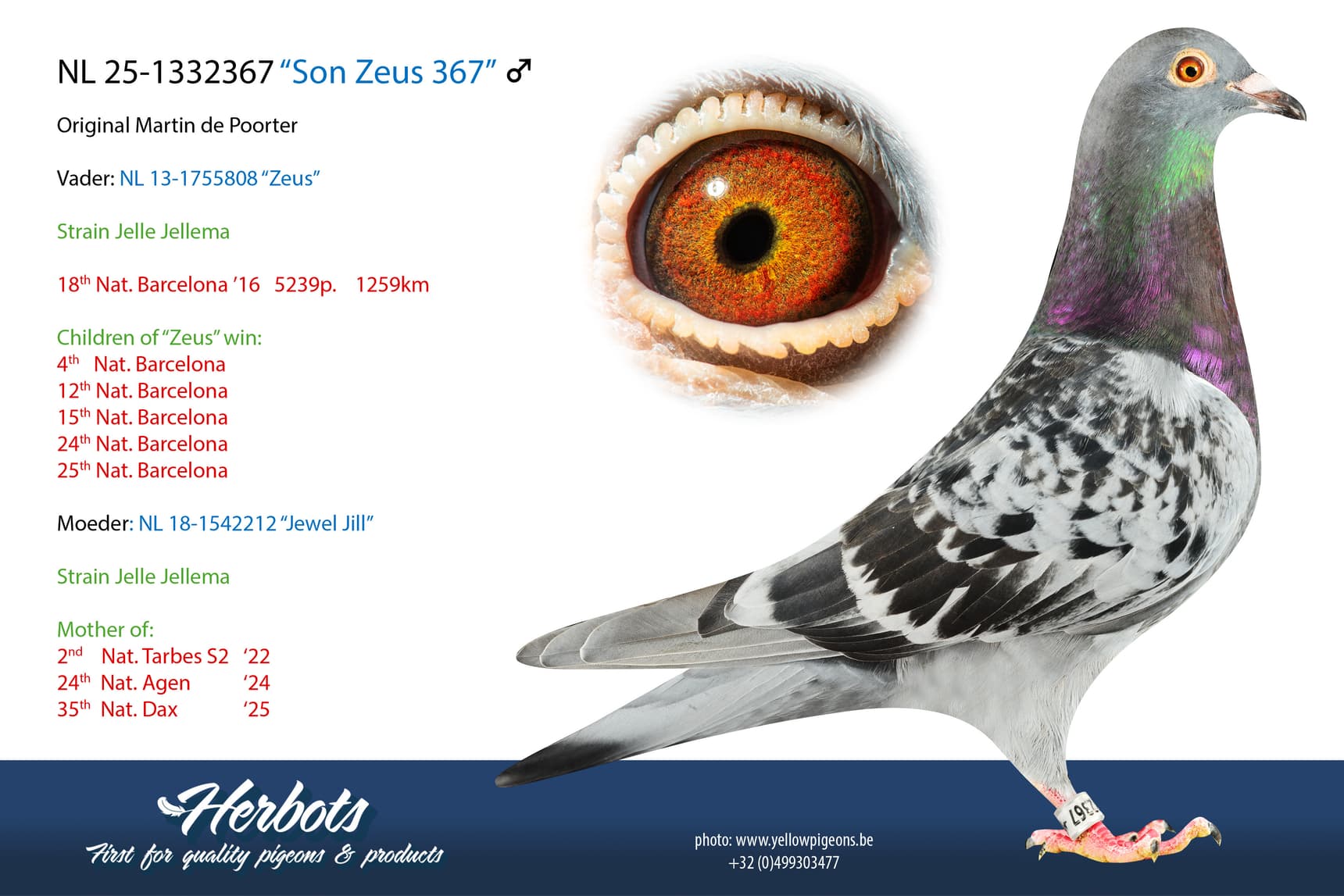 pigeon: undefined