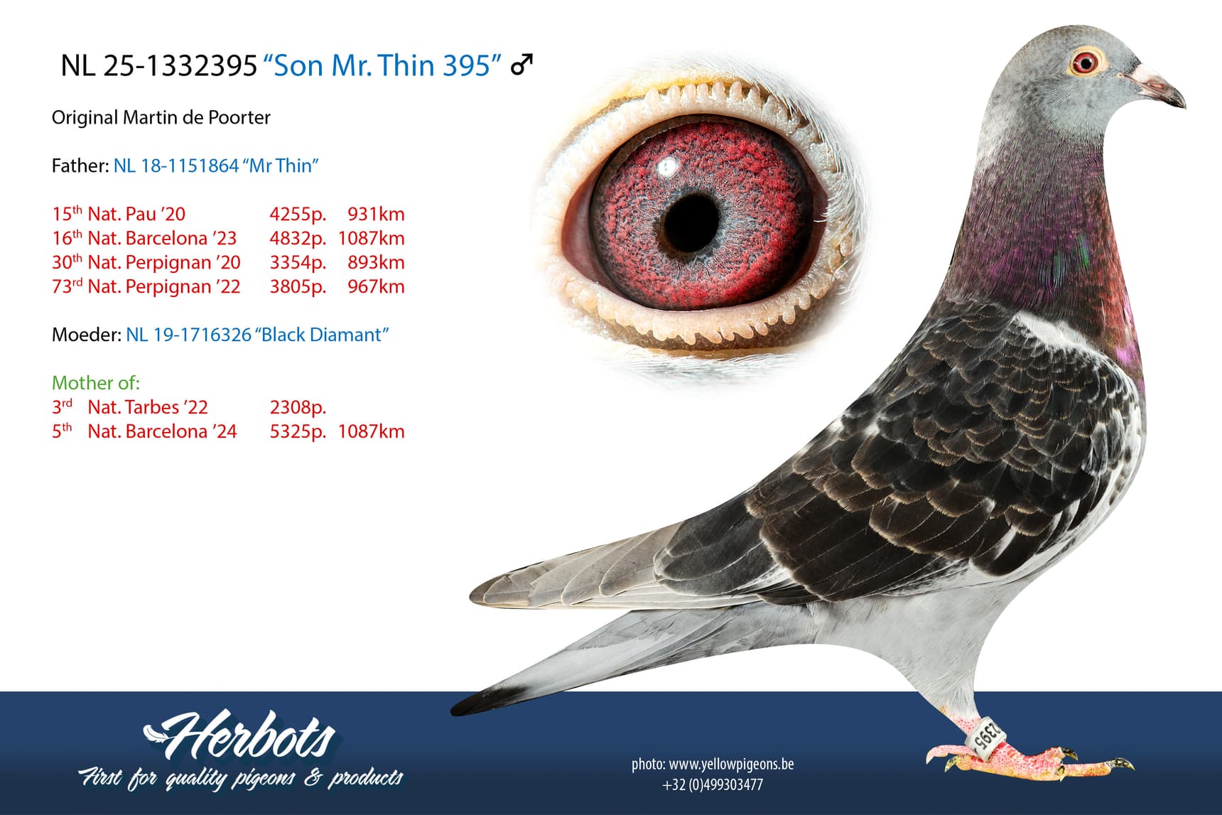 pigeon: undefined