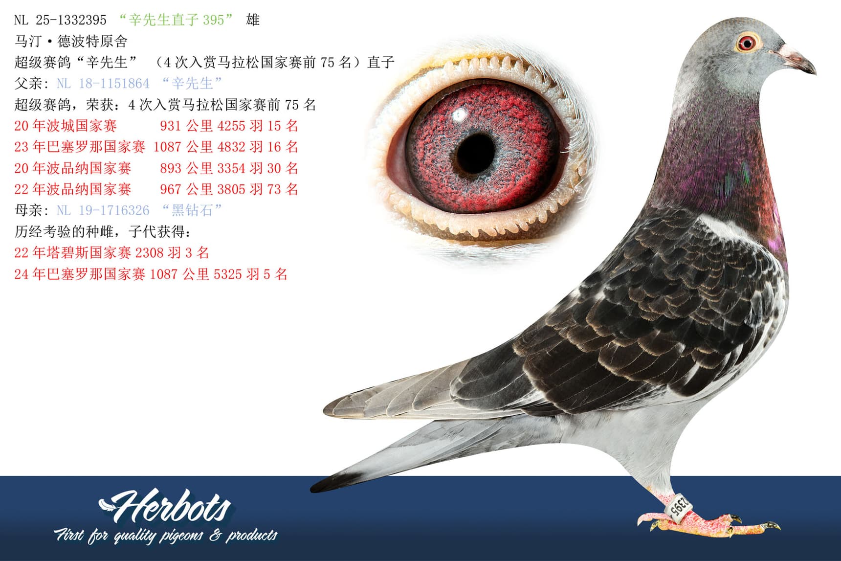 pigeon: undefined