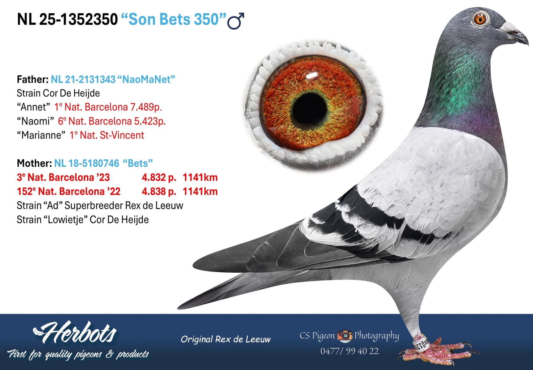 pigeon: undefined