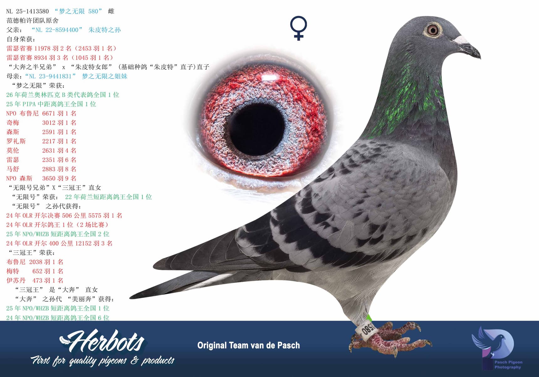 pigeon: undefined