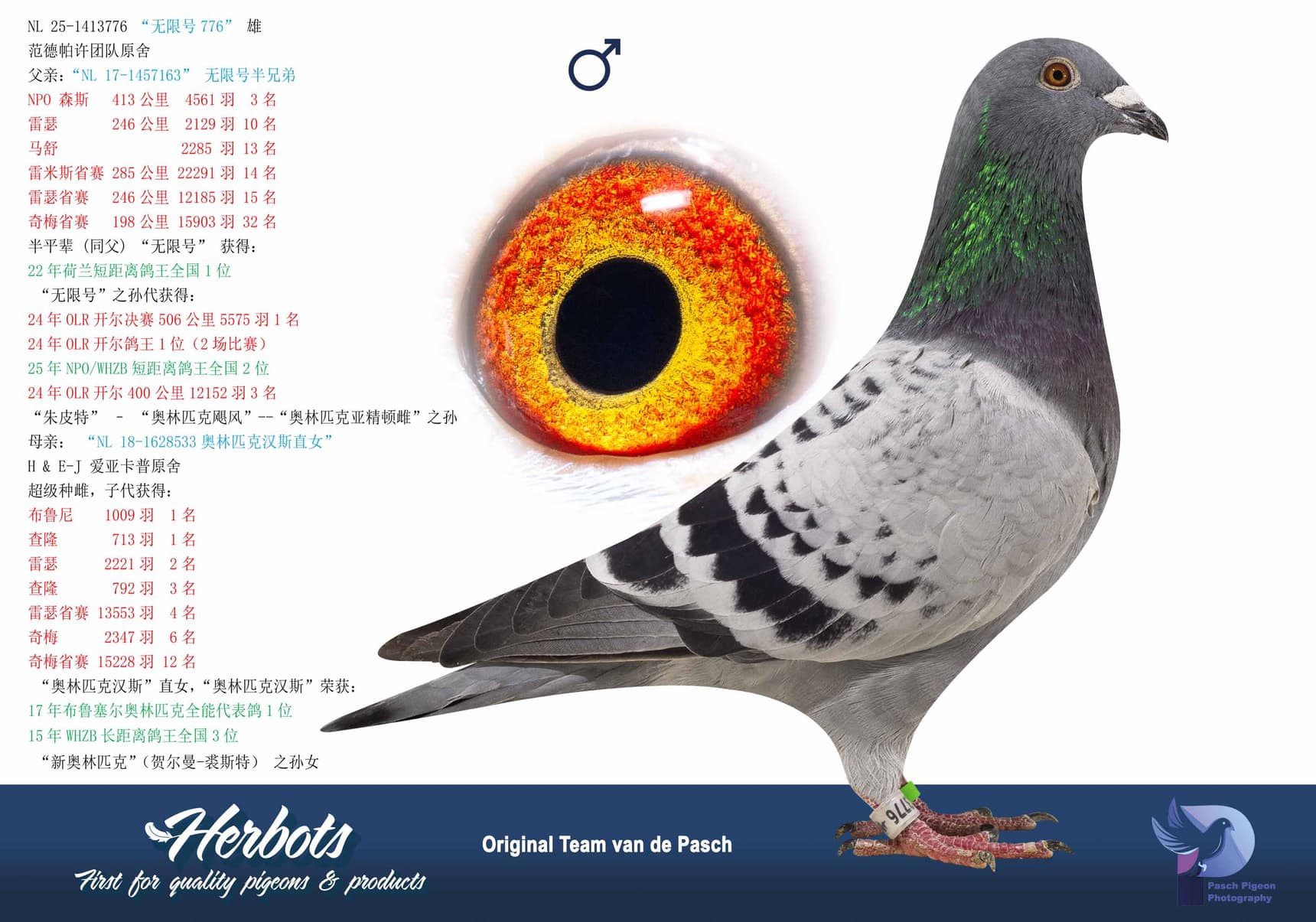 pigeon: undefined