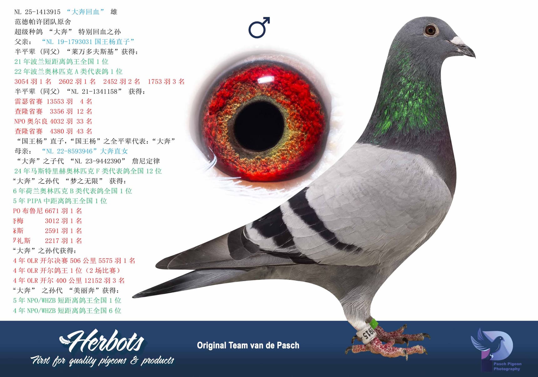 pigeon: undefined
