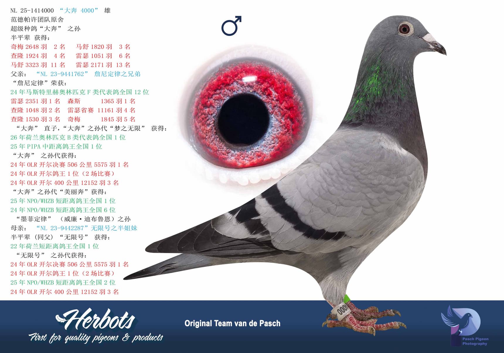 pigeon: undefined