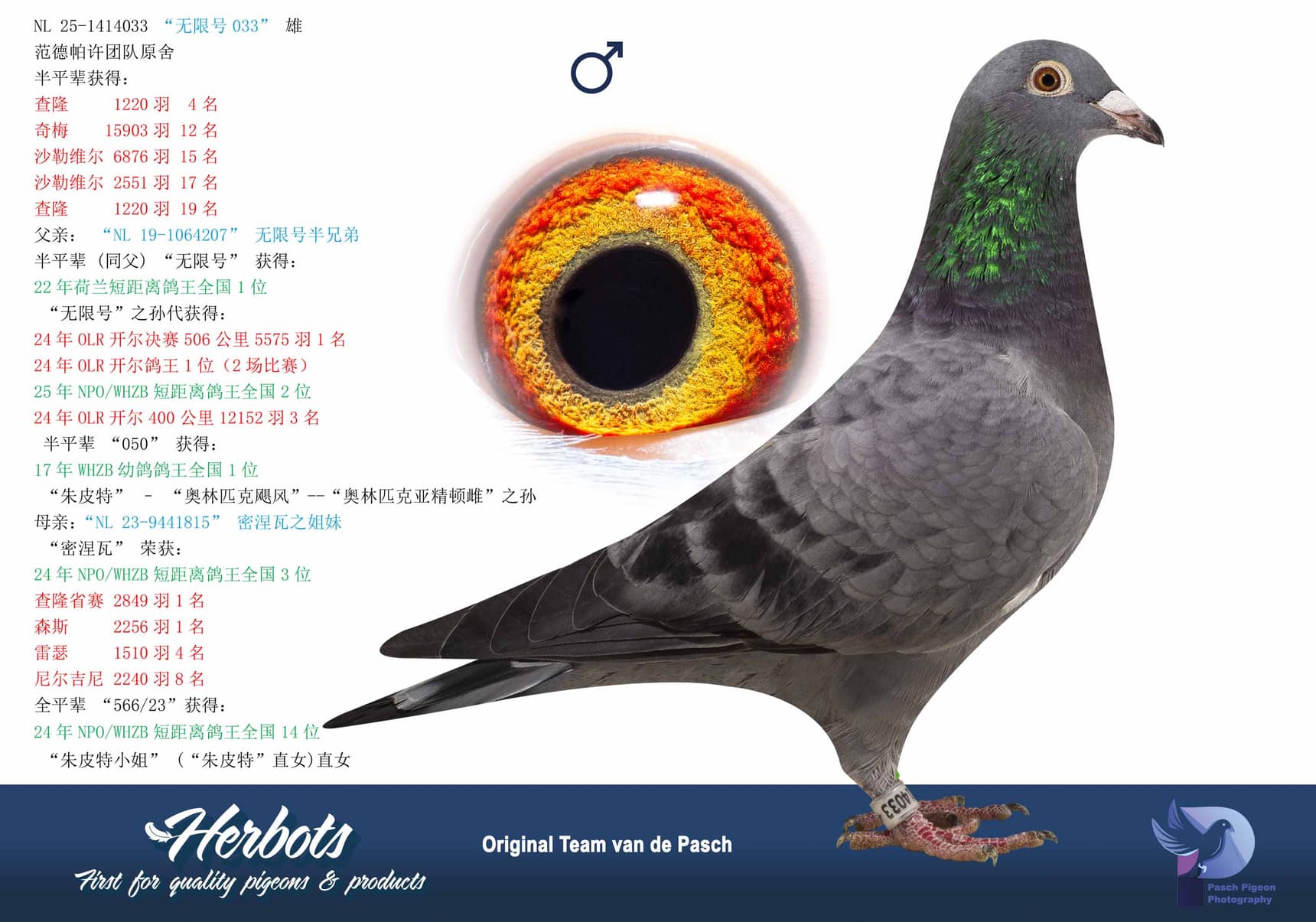 pigeon: undefined