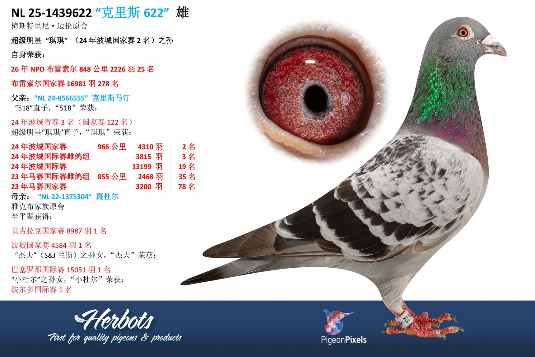 pigeon: undefined