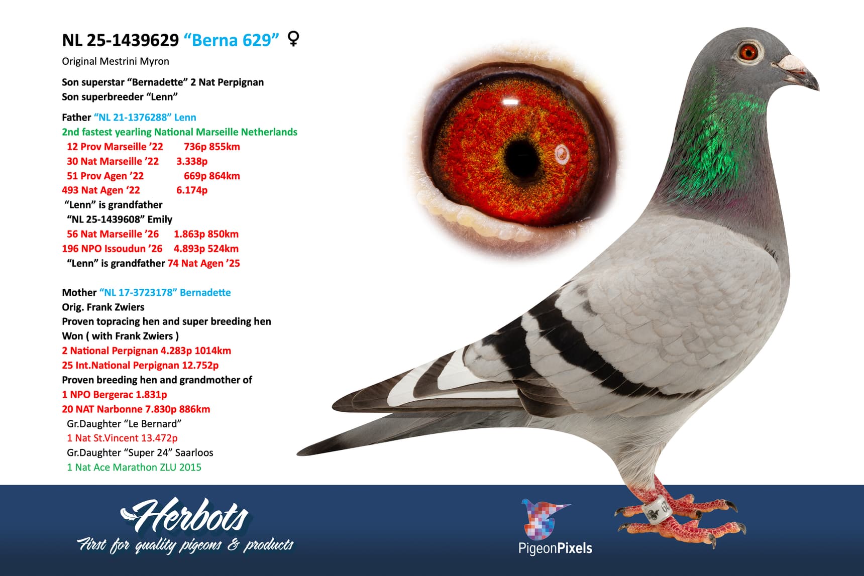 pigeon: undefined