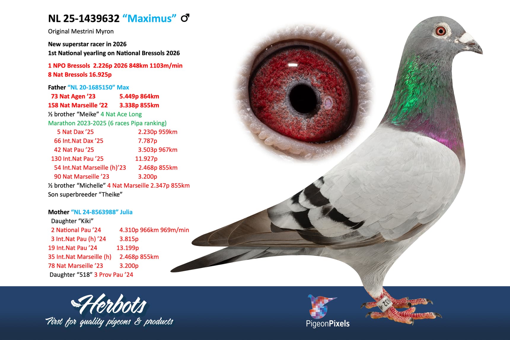 pigeon: undefined