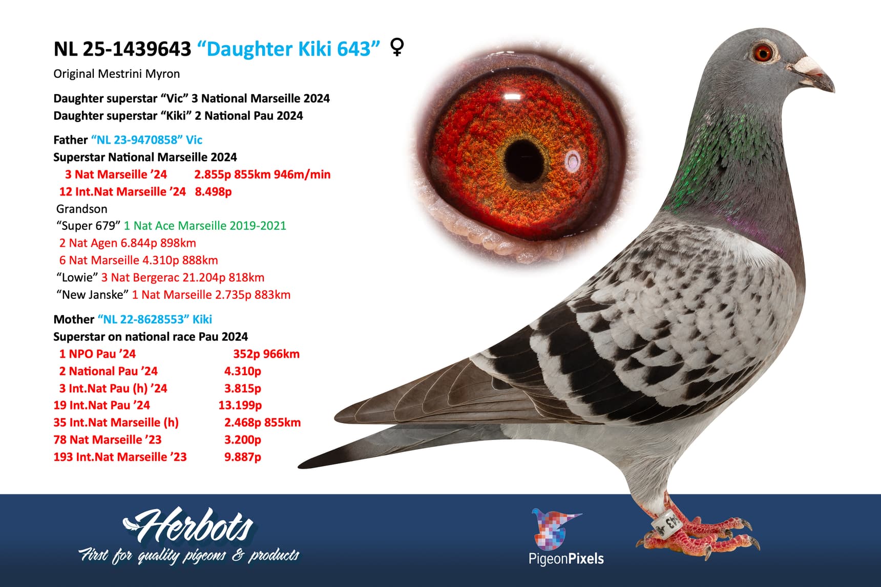 pigeon: undefined